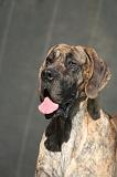DOGUE ALLEMAND 647